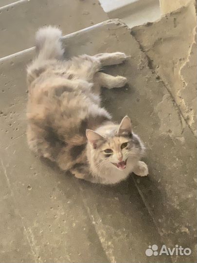 Кошки в добрые руки