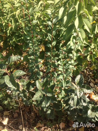 Плодовые деревья, кустарники