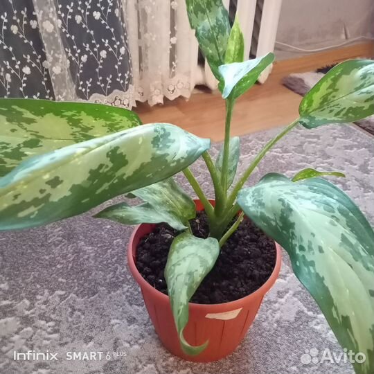 Комнатные цветы