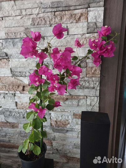 Бугенвиллия