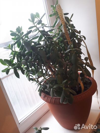 Толстянка,денежное дерево