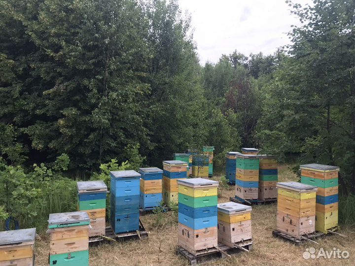 Пчелы пчелопакеты карника
