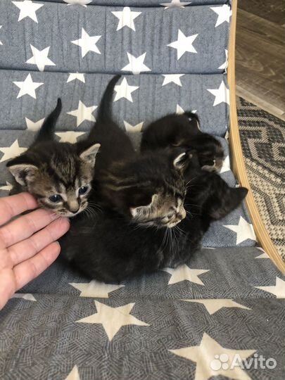 Котята от домашней кошки