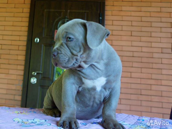 Американский булли покет