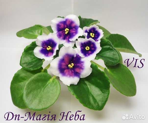 Сортовые фиалки