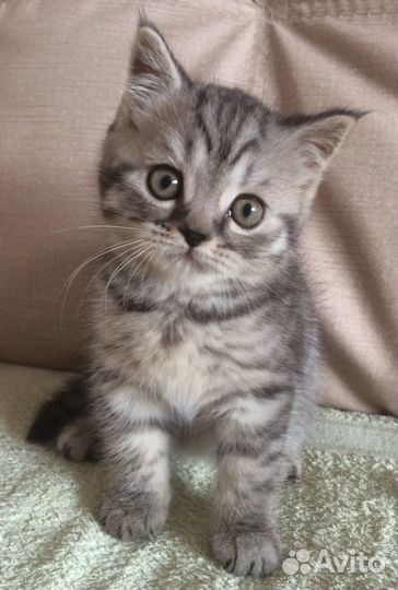 Отдам в добрые руки