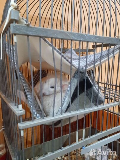 Гамак для грызунов