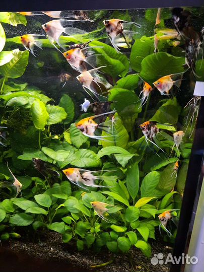 Тернеции, скалярии, улитки