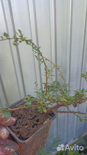 Садовые многолетники продолжение