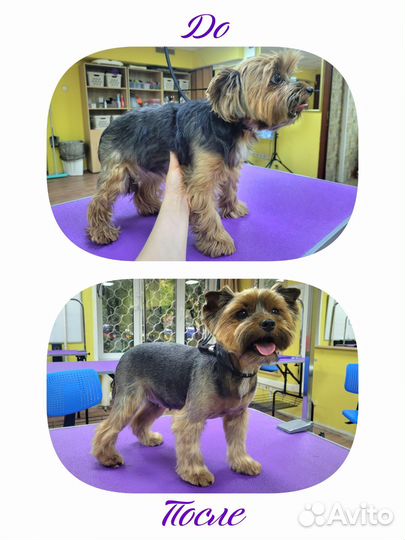 Груминг стрижка собак