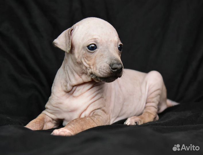 Щенки американского голого терьера