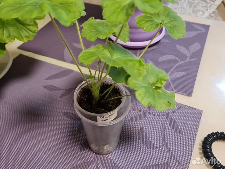 Пеларгония герань та Монако