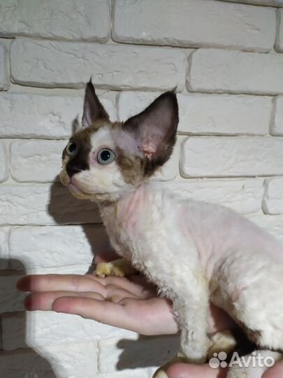 Котята девон-рекс