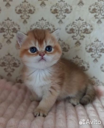 Золотые британчики