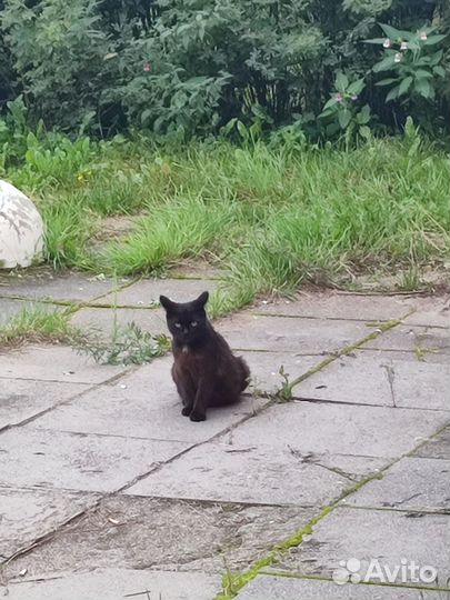 Черная кошка ищет дом