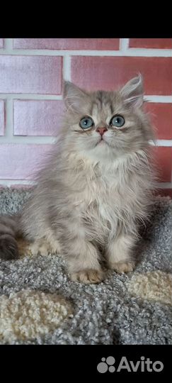 Мальчик британец, голубая золотая шиншилла