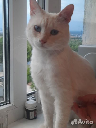 Отдаем в добрые руки