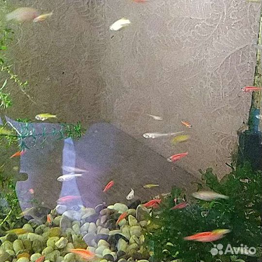 Рыбки данио