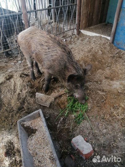 Метис кабан