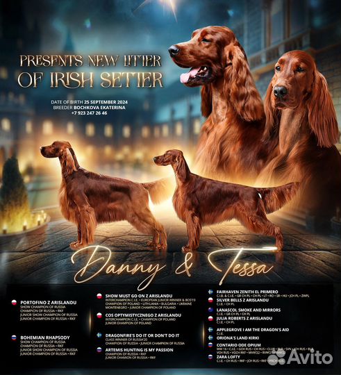 Ирландский Сеттер