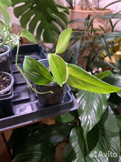 Филодендрон кобра белая