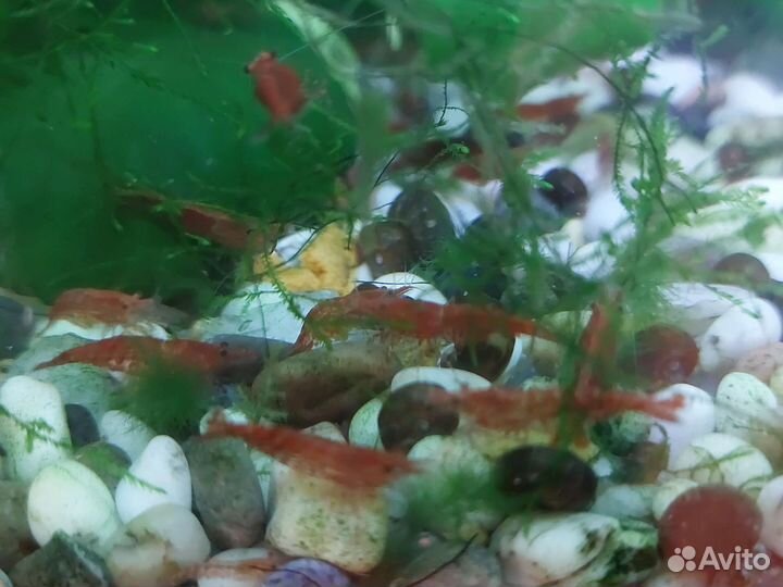 Аквариумные растения+креветки вишенка