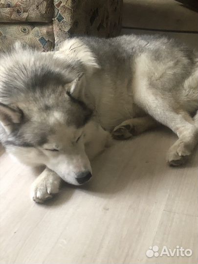 Ищем хозяев красавчику (хаски)