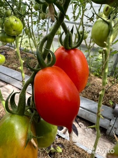 Семена Экзотических Томатов