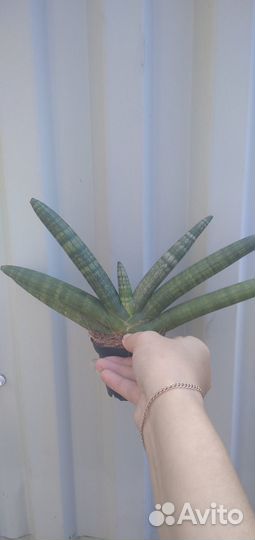 Сансевиерия