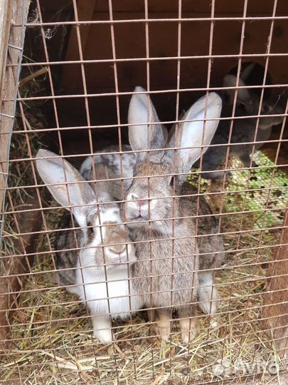 Мясо кролика