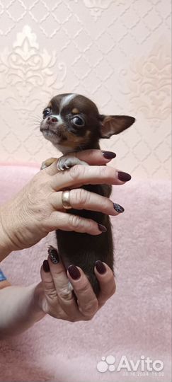 Щенки чихуахуа мини гладкошерстные