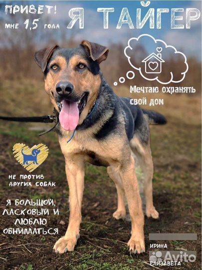 Шикарный Тайгер ищет дом