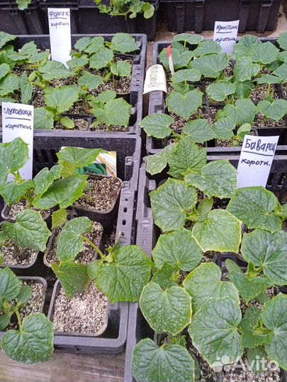 Рассада овощей и не только