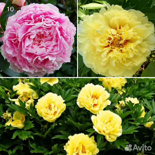 Пионы саженцы