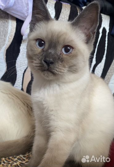 Котята тайские
