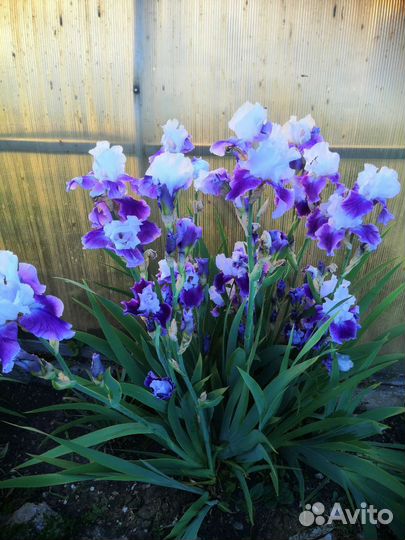 Ирисы бородатые сортовые