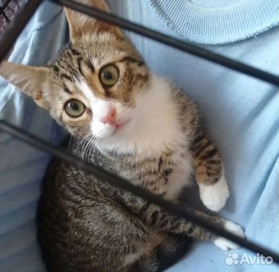 Котенок девочка в добрые руки