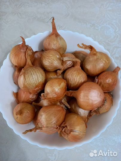 Лук репчатый, семейный