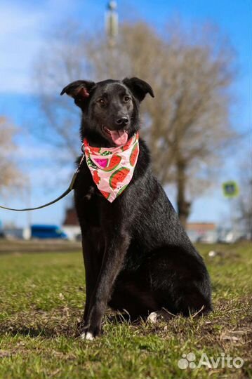 Одинокая Берта ищет дом