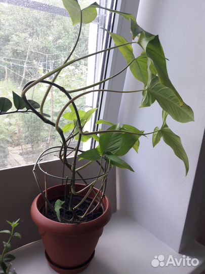 Цветы домашние в горшках