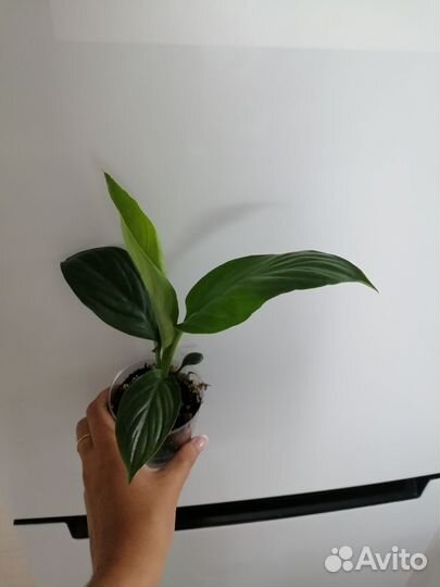 Спатифиллум сенсация детка