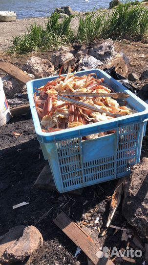 Продам краба, рыба холодного копчения