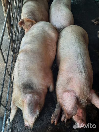 Свиноматки, подсвинки, боровки, поросята, хряк