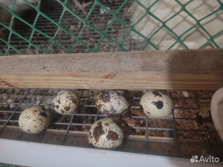 Яйца перепелиные