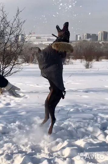 Одежда для собак