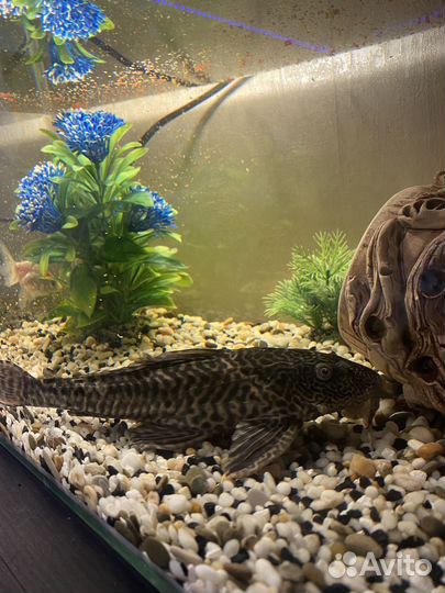 Аквариум 45 литров со всем содержимым