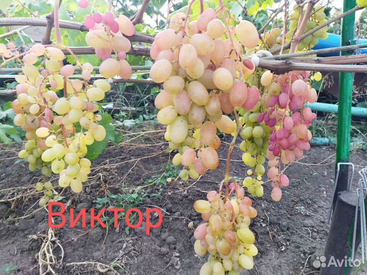 Саженцы винограда