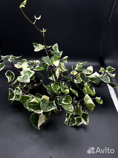 Сенецио макроглоссус