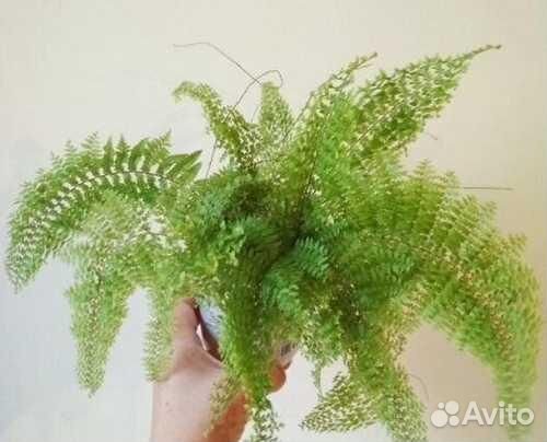 Папоротник ажурный комнатный