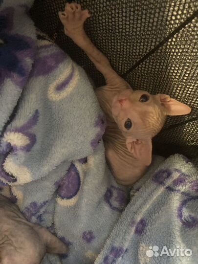 Донской сфинкс котята